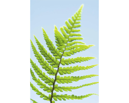 Prim-plan al unei frunze verzi de ferigă pe un fundal deschis.