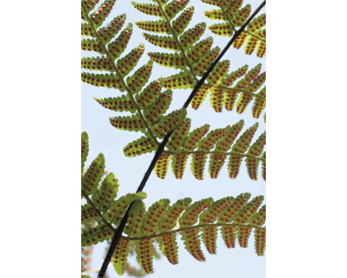 Prim-plan cu o frunză de ferigă cu spori