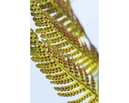 Prim-plan cu o frunză de ferigă cu spori