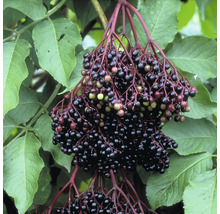 Fructe de soc cu frunze