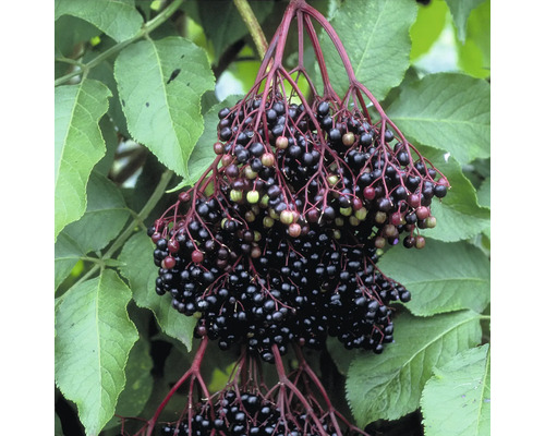 Fructe de soc cu frunze