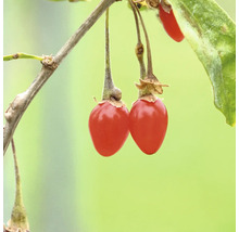 Fructe goji pe ramură