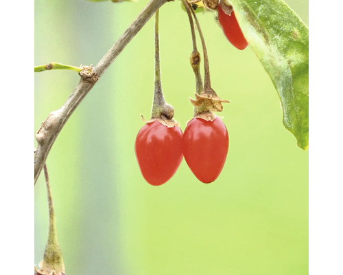 Fructe goji pe ramură