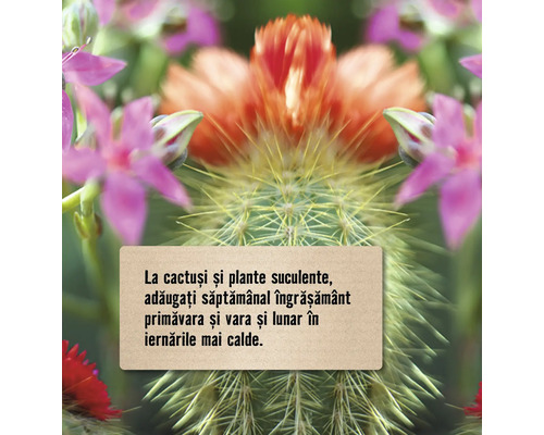 Informații despre fertilizarea cactusilor și a plantelor suculente