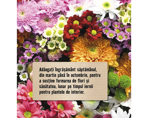 Prim-plan cu diverse crizanteme colorate