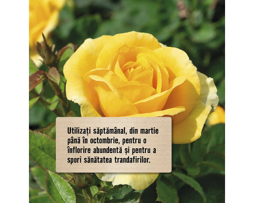 Trandafir galben cu instrucțiuni de îngrijire pentru flori abundente și trandafiri sănătoși