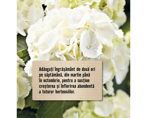 Instrucțiuni de fertilizare pentru hortensii