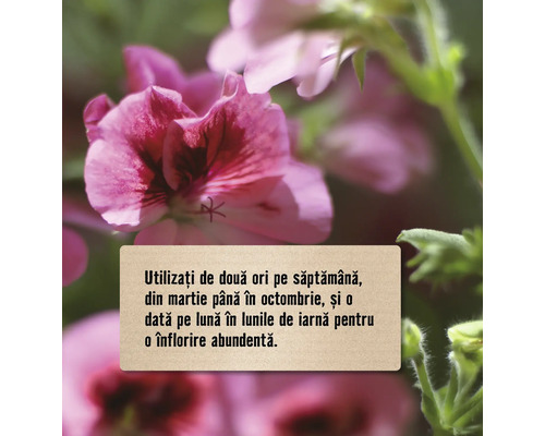 Instrucțiuni de utilizare a îngrășământului pentru flori pe fundal de mușcate