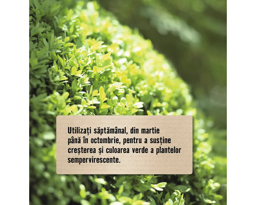 Instrucțiuni de utilizare săptămânală din martie până în octombrie pentru a susține creșterea și culoarea verde a plantelor sempervirescente.