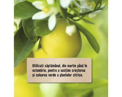 Plantă de citrice cu flori și instrucțiuni de îngrijire