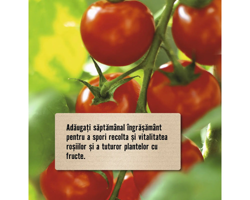 Plantă de tomate cu tomate roșii coapte