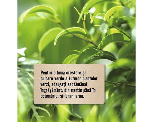 Instrucțiuni pentru fertilizarea plantelor verzi