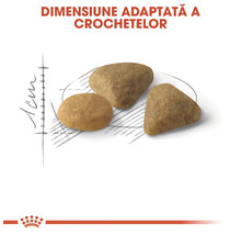 Imagine cu dimensiunea crochetelor pentru câini