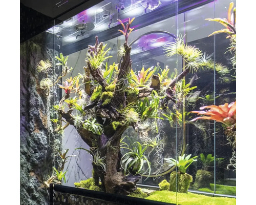 Terariu pentru plante cu diferite specii de plante pe ramuri și mușchi