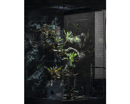 Terariu de sticlă cu plante tropicale și lemn de rădăcină