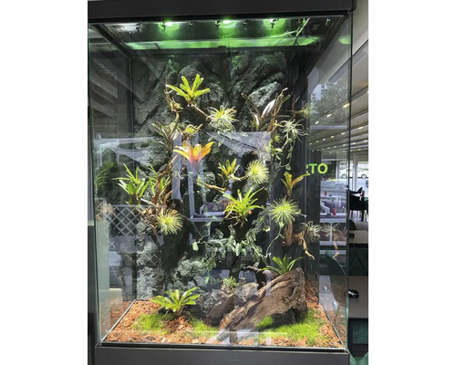 Terariu cu plante, pietre și lemn de rădăcină