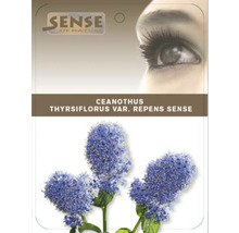 Pachet Ceanothus thyrsiflorus var. repens Sense