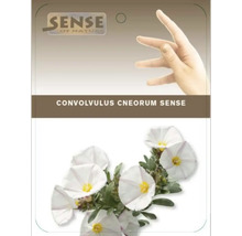 Pachet de semințe de flori Convolvulus cneorum Sense