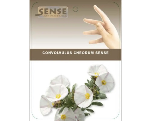 Pachet de semințe de flori Convolvulus cneorum Sense