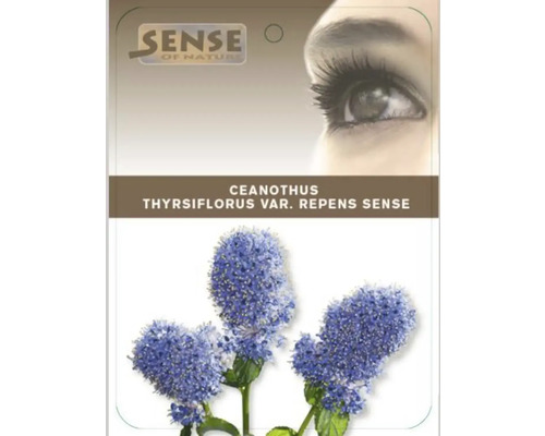 Imagine cu plante Ceanothus thyrsiflorus var. repens Sense