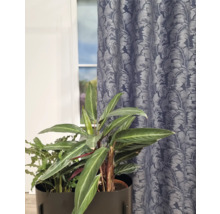 Plantă de interior decorativă în ghiveci în fața unei ferestre cu perdea