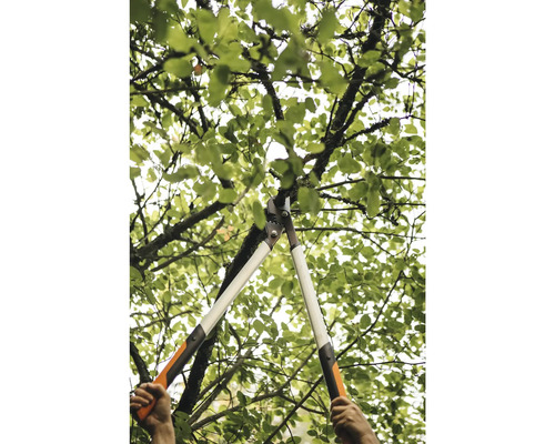 Îngrijirea copacilor cu ajutorul unui foarfece de ramuri într-un copac