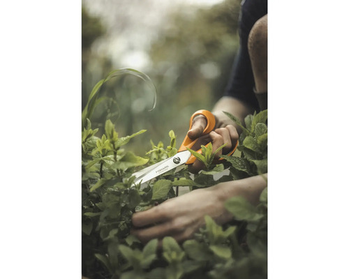 Foarfecă de grădinărit tăind o plantă în grădină
