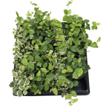 Ficus târâtor în ghiveci