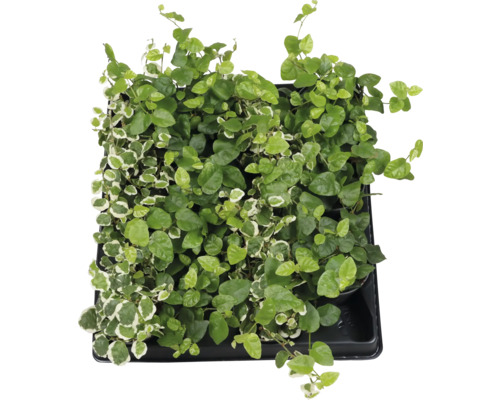 Ficus târâtor în ghiveci