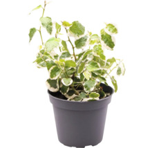 Planta de interior iederă în ghiveci