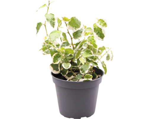 Planta de interior iederă în ghiveci