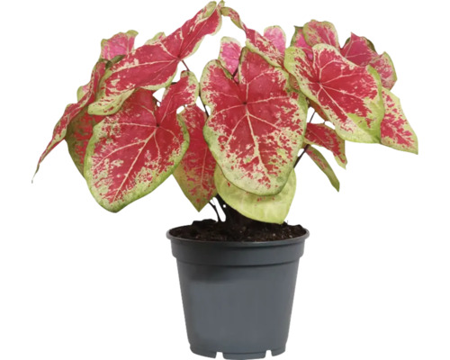 Plantă Caladium în ghiveci cu frunze roșu-verde