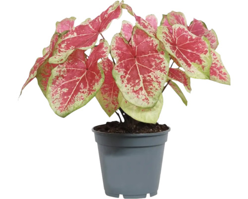 Caladium în ghiveci cu frunze în formă de inimă