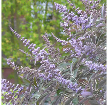 Arbust de Vitex agnus-castus înflorit în grădină