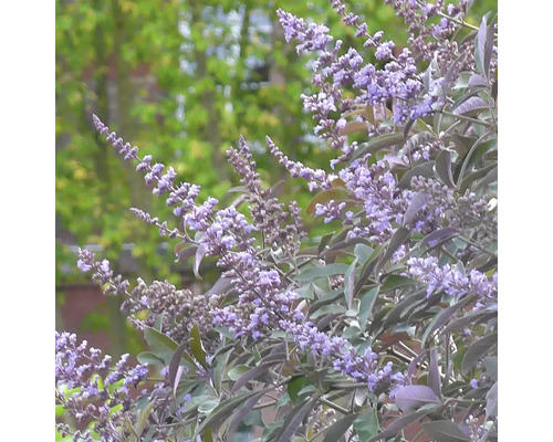 Arbust de Vitex agnus-castus înflorit în grădină