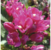 Prim-plan cu o plantă Weigelia cu flori