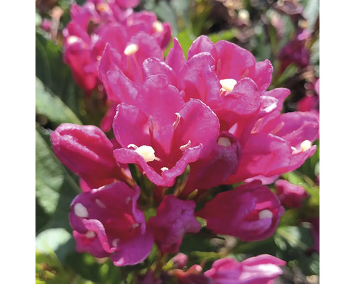 Prim-plan cu o plantă Weigelia cu flori