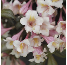 Prim-plan cu un Weigelia cu flori delicate