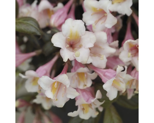 Prim-plan cu un Weigelia cu flori delicate