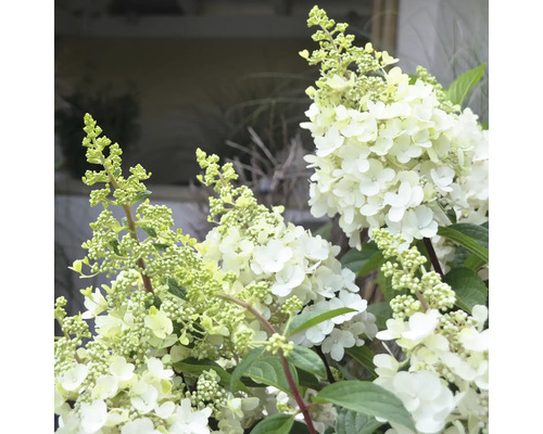 Hortensie Mix FloraSelf Hydrangea paniculata H 30-40 cm Co 3 L diferite culori Hortensie paniculată cu flori albe și frunze verzi.