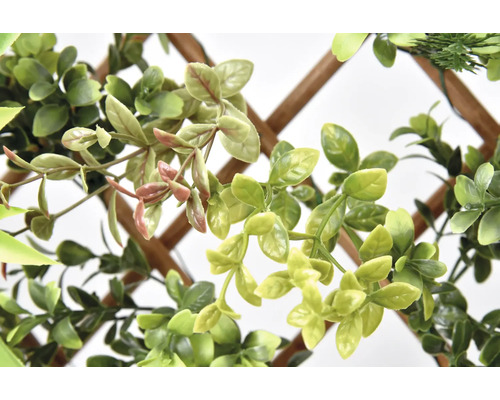 Plante verzi decorative pe spalier