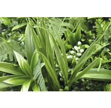 Perete artificial cu plante verzi cu frunze diferite