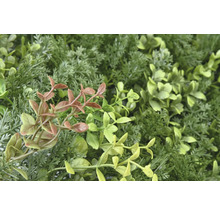 Panou decorativ plante artificiale Meadow 38x38 cm