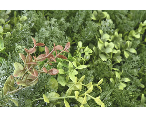 Prim-plan cu un perete artificial de plante cu diferite nuanțe de verde