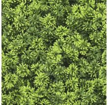 Panou decorativ plante artificiale Emoss 38x38 cm