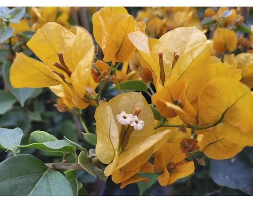 Prim-plan cu bougainvillea galbenă