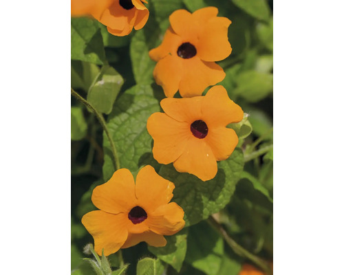 Tunbergia/ Suzana cu ochi negri FloraSelf Thunbergia alata H ca. 90 cm ghiveci Ø 19 cm