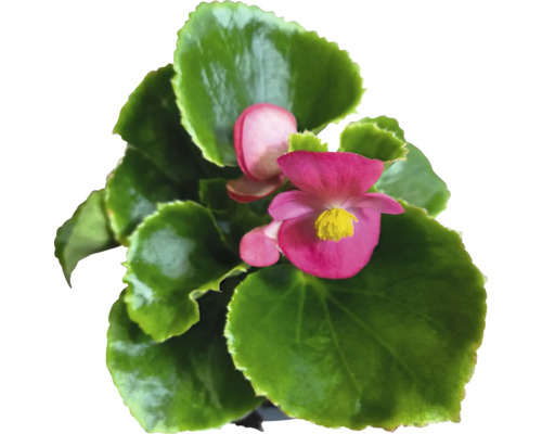 Begonia FloraSelf Begonia semperflorens ghiveci Ø 9 cm