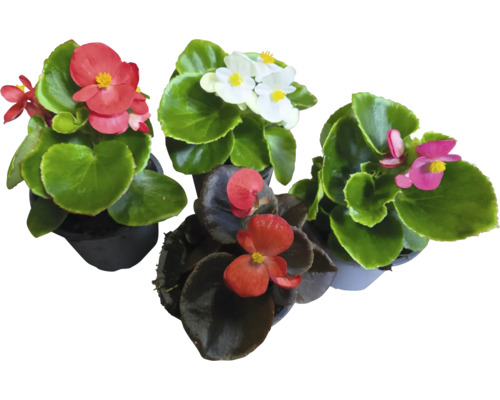 Begonia FloraSelf Begonia semperflorens ghiveci Ø 9 cm