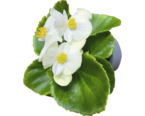 Begonie cu flori albe și frunze verzi